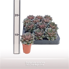 <h4>Graptopetalum Purpureum</h4>