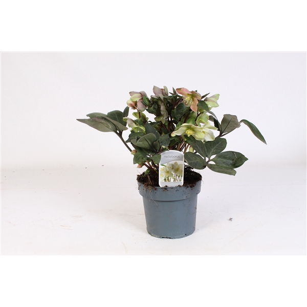 <h4>Helleborus 17cm Overig Valeria Weefselkweek</h4>