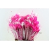Dried Silk Worms Extra Pink Bunch