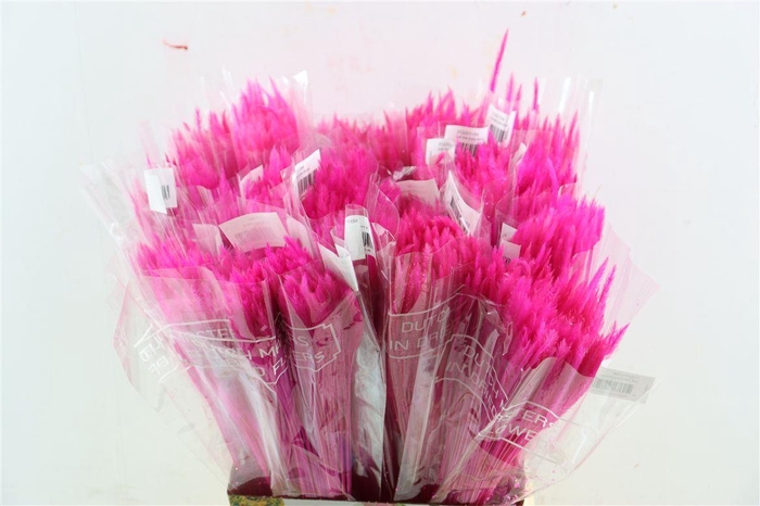 Dried Silk Worms Extra Pink Bunch