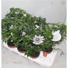 Passifl .caerulea Pot 12