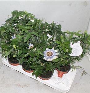 <h4>Passifl .caerulea Pot 12</h4>