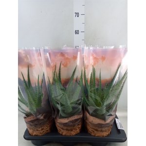 Aloe arborescens