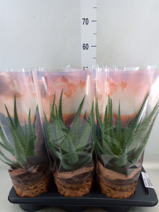 <h4>Aloe arborescens</h4>