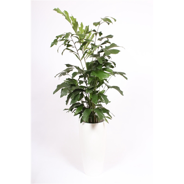 <h4>Caryota mitis in Santorini pot "wit"</h4>