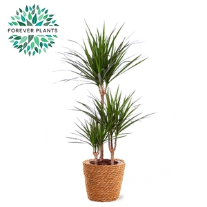 Dracaena Marginata p21 in GABY mand, 45+15+10