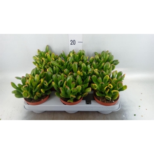 Crassula ovata 'Gandalf'