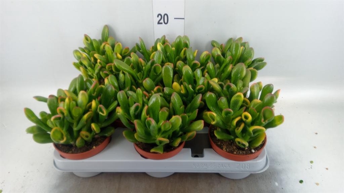 <h4>Crassula ovata 'Gandalf'</h4>