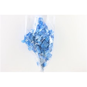 Dried Lunaria L Blue Bunch Poly