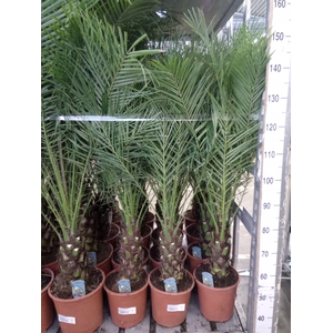 Phoenix roebelenii
