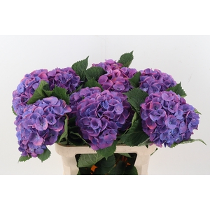 Hydr M Beau Calyp Pa