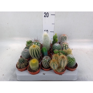 Cactus   ...mix