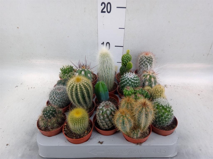 <h4>Cactus ...mix</h4>