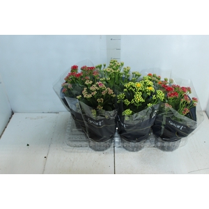 KALANCHOE DOBRADO P15