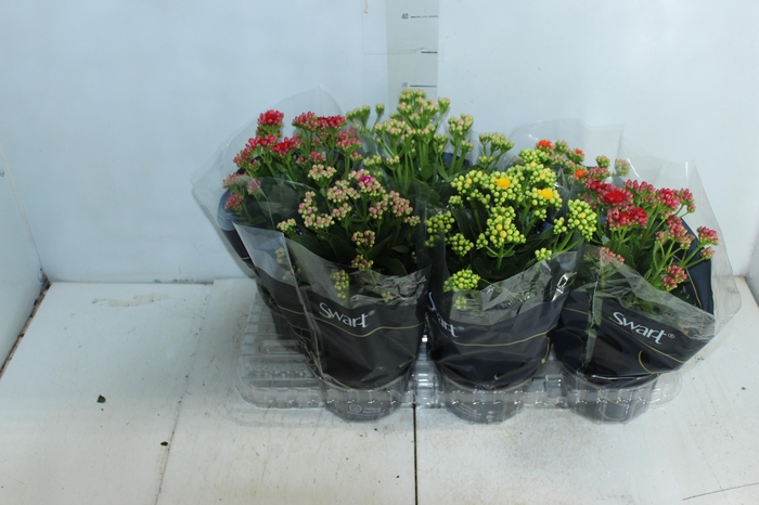 <h4>KALANCHOE DOBRADO P15</h4>