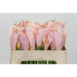Zantedeschia Eydolls Pink