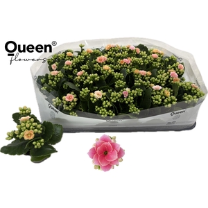 KAL GE ROS FL HARLOW