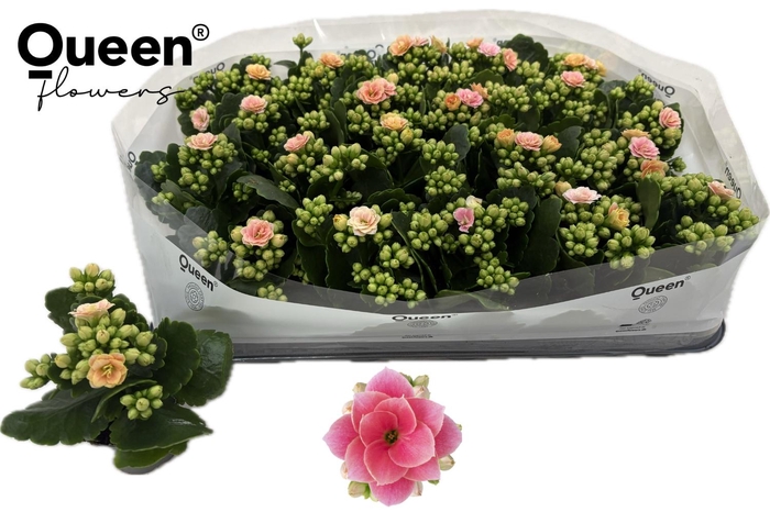 <h4>KAL GE ROS FL HARLOW</h4>