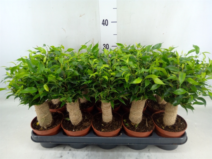 <h4>Ficus benja. 'Natasja'</h4>