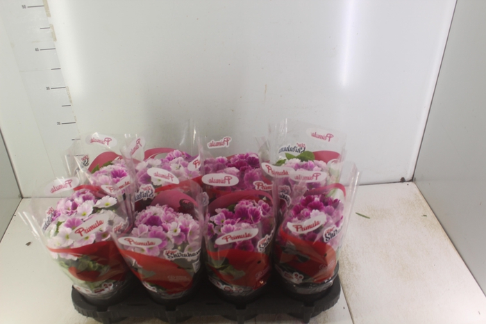 <h4>PRIMULA P14</h4>