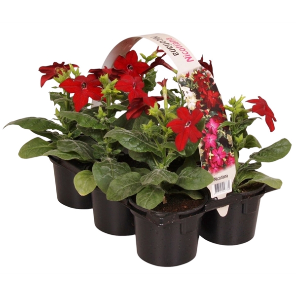 <h4>Nicotiana rood 6p</h4>