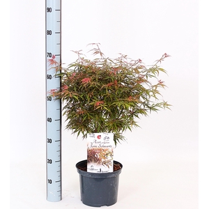 ACER PA JER SCHWARTZ