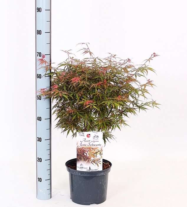 <h4>ACER PA JER SCHWARTZ</h4>