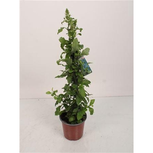 Plumbago Auriculata Pyramid - 1154