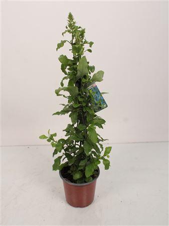 <h4>Plumbago Auriculata Pyramid - 1154</h4>