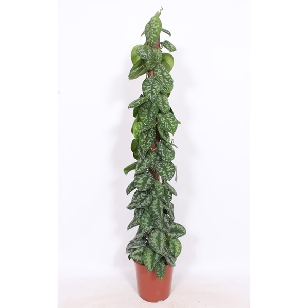 <h4>Scindapsus Trebie "kratistestok"</h4>