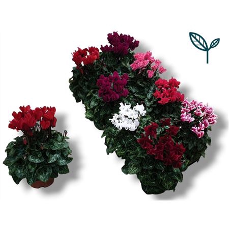 <h4>Cyclamen Kl S S Gemengd</h4>