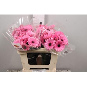 Ge Mi Talent Bos + Hoes