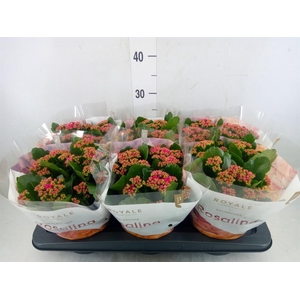 Kalanchoe blos. 'RosDon Victorio'