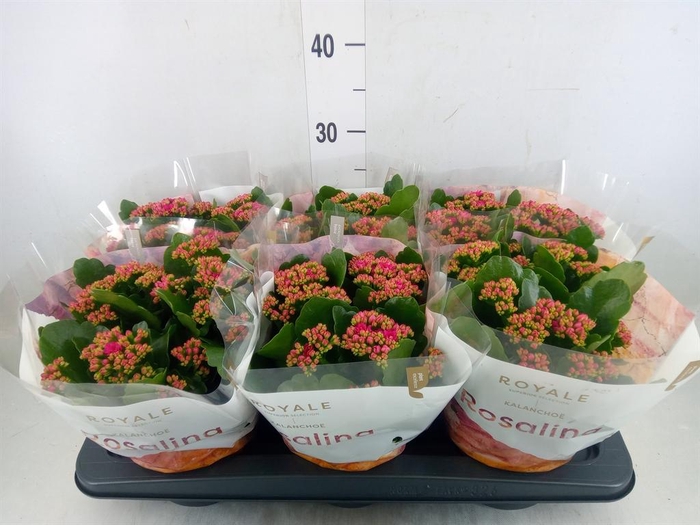 <h4>Kalanchoe blos. 'RosDon Victorio'</h4>