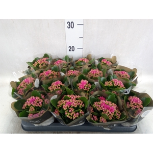 Kalanchoe blos. 'RosDon Victorio'