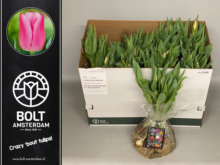 <h4>TU EN CHRISTM DREAM</h4>