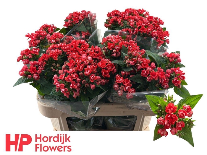 <h4>Bouvardia do coral</h4>