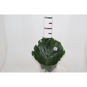 FOLHAGEM MONSTERA DELICIOSA 040 CM