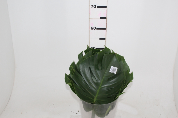 <h4>FOLHAGEM MONSTERA DELICIOSA 040 CM</h4>