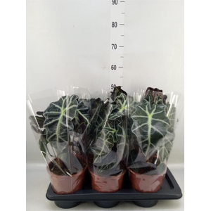 Alocasia amazonica 'Polly'