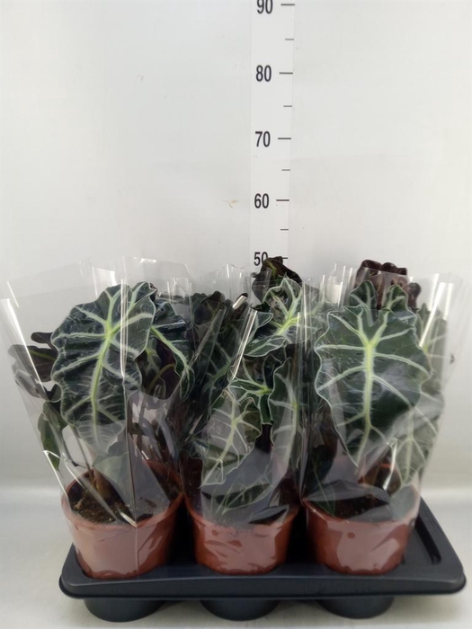 <h4>Alocasia amazonica 'Polly'</h4>