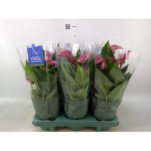Anthurium andr. 'Pure Purple'