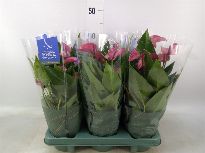 <h4>Anthurium andr. 'Pure Purple'</h4>