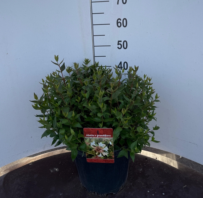 <h4>ABEL GRANDIFLORA</h4>