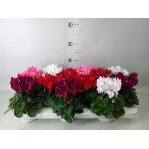 Cyclamen KL 'Verano'