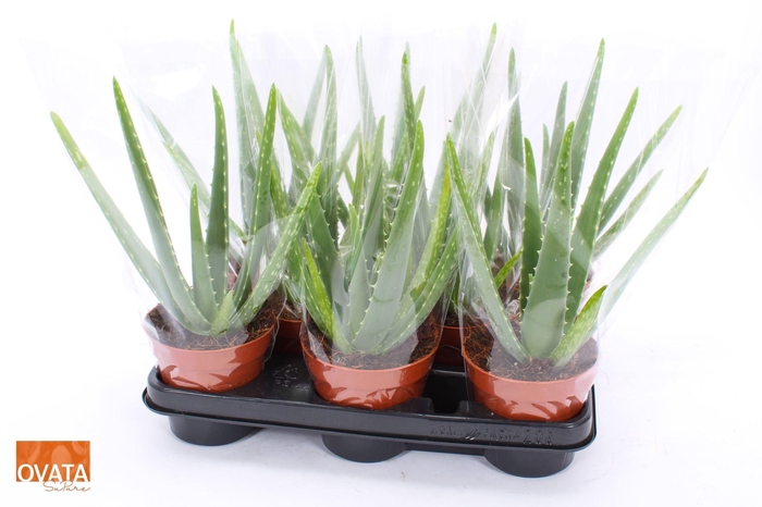 <h4>ALOE VERA</h4>