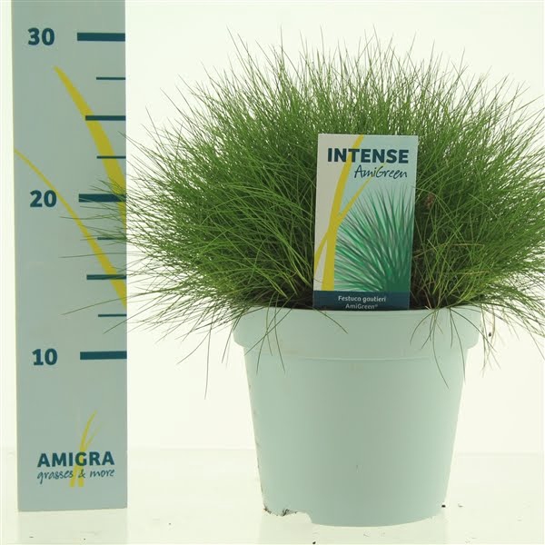 <h4>Festuca gautieri AmiGreen®</h4>