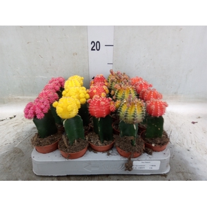 Gymnocalycium mihanov. 'Japan'  mix