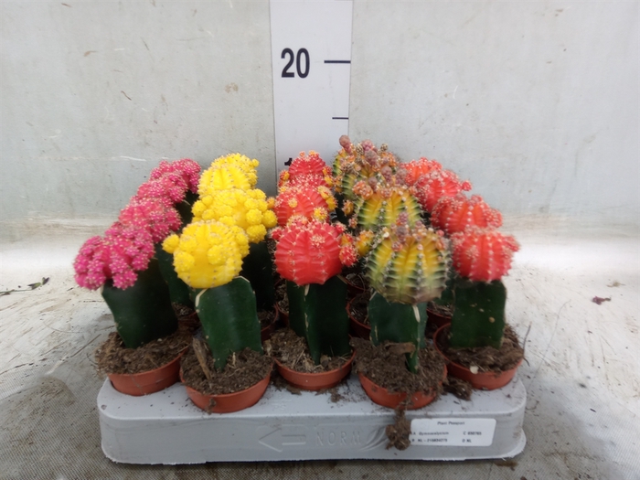 <h4>Gymnocalycium mihanov. 'Japan'  mix</h4>