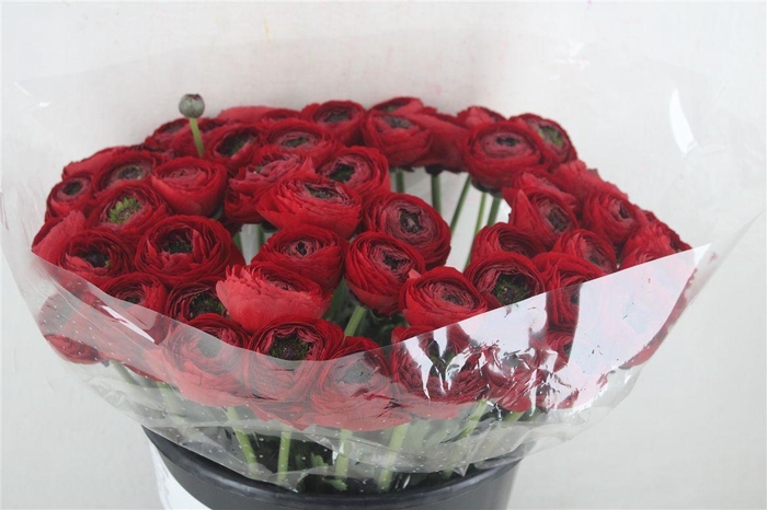 <h4>Ran Cloni Ex Tango</h4>